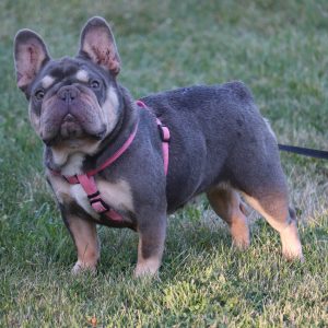 Deposit (FRENCH BULLDOG)